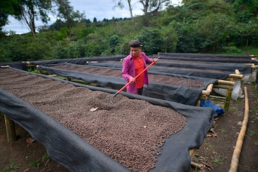 Café geisha, el exótico y carísimo lujo panameño