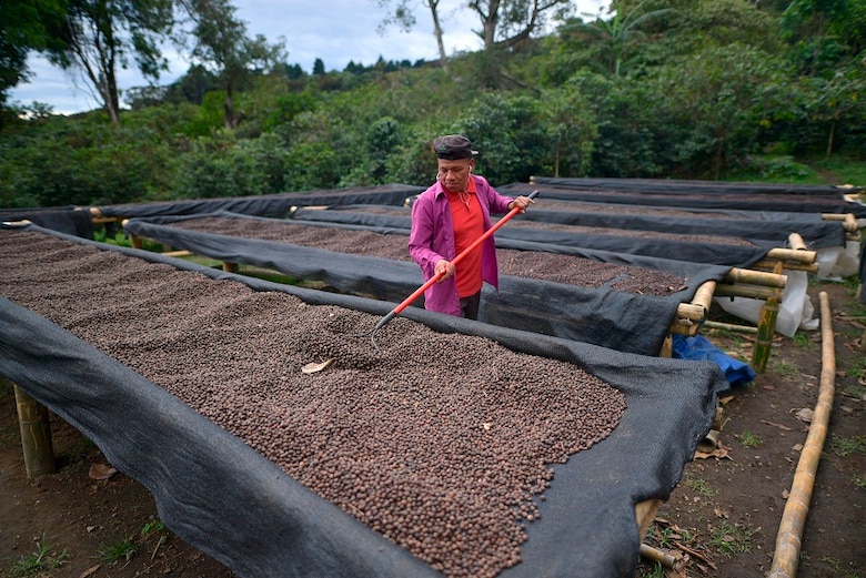 Café geisha, el exótico y carísimo lujo panameño