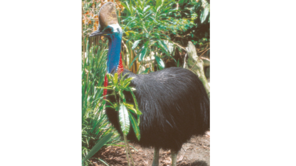 Indígenas recuperan propiedad de bosque lluvioso