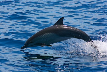 Entra en vigor el Tratado de Altamar y fija reglas para proteger la biodiversidad marina en aguas internacionales