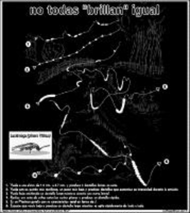 Insectos con linterna