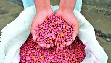 Ponen a prueba semillas de poroto