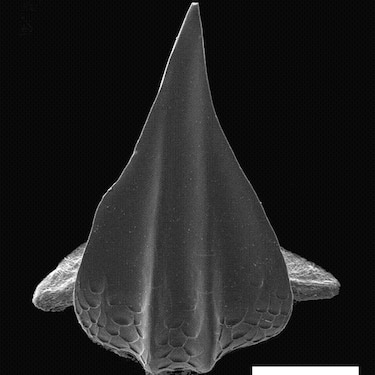 Dentículos: una mirada al pasado de los tiburones