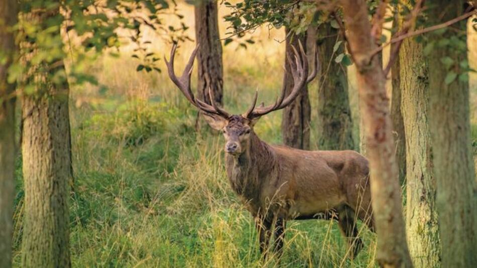 Panameño se destaca en gestión forestal