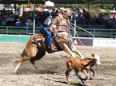 Arrancó el campeonato nacional de lazo