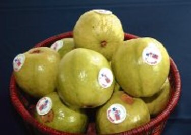 Agronoticias Las guayabas panameñas están listas para la exportación