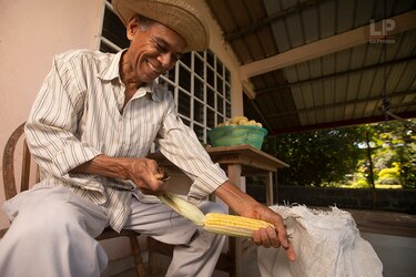 El benévolo maíz nuevo