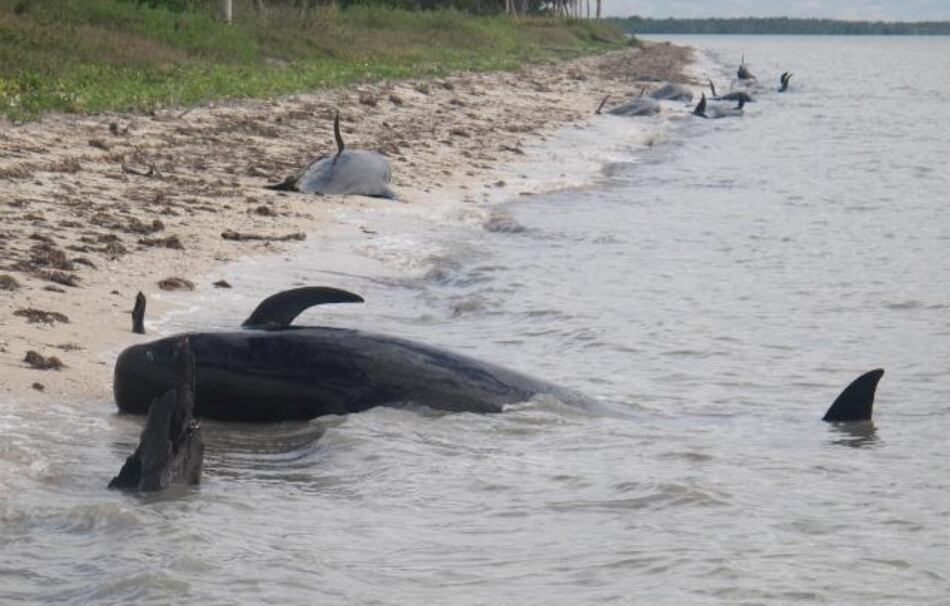 Encuentran 11 ballenas piloto muertas en Florida