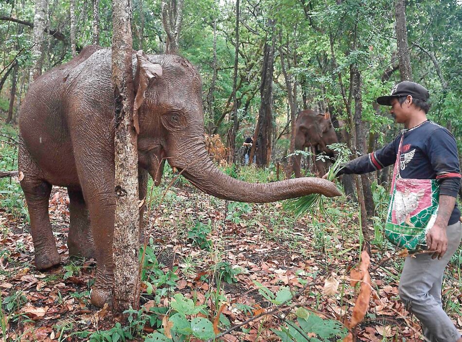 Ola migratoria de elefantes por el coronavirus