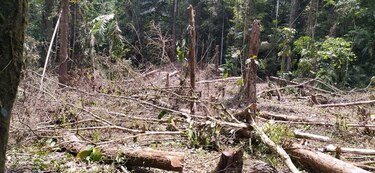 Acción climática, bosques y territorios indígenas