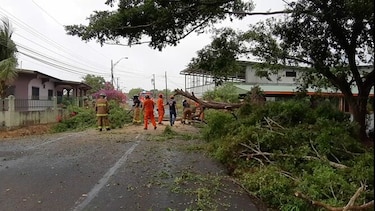 Primeras lluvias en Azuero ocasionan caída de árboles