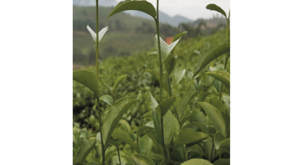 Advierten sobre suplementos de té verde en altas dosis