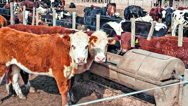 Prevén que Mercosur envíe carne a la UE