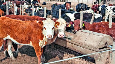 Prevén que Mercosur envíe carne a la UE