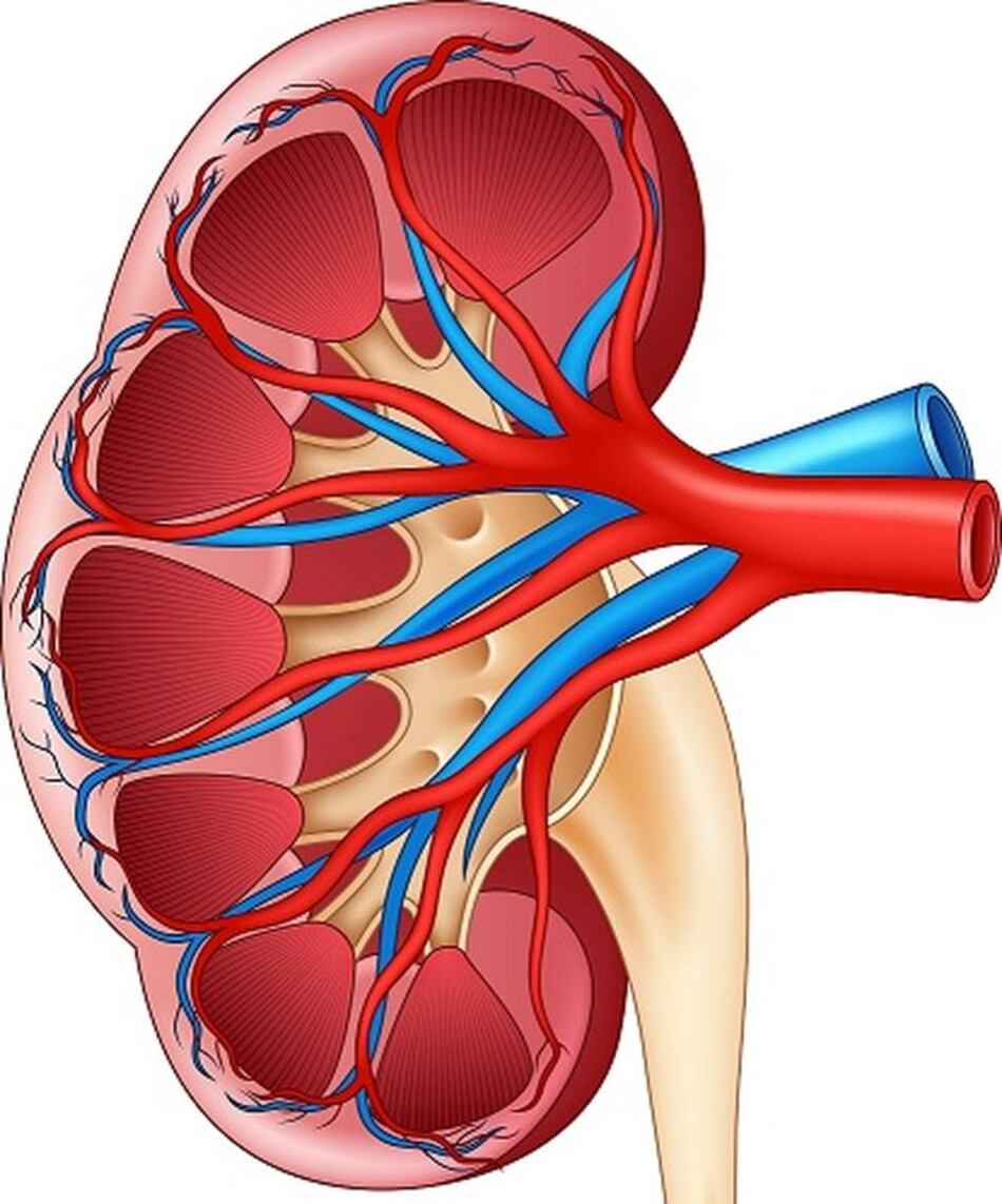 La insuficiencia renal se puede prevenir