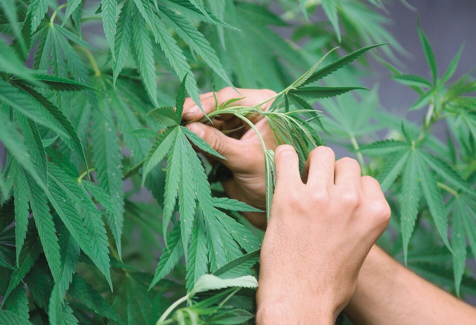 Panamá, un Estado policial para el cannabis medicinal