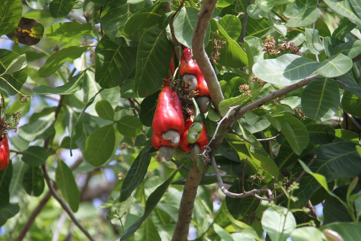 Sin manejo no hay cosecha: el error que está matando el cultivo del marañón en Panamá