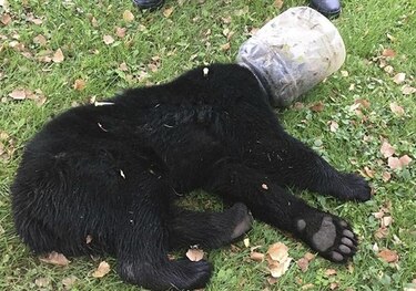 Liberan a osezno con cubeta atorada durante tres días en la cabeza
