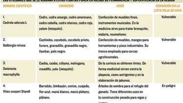 Intentan parar la agonía del bosque