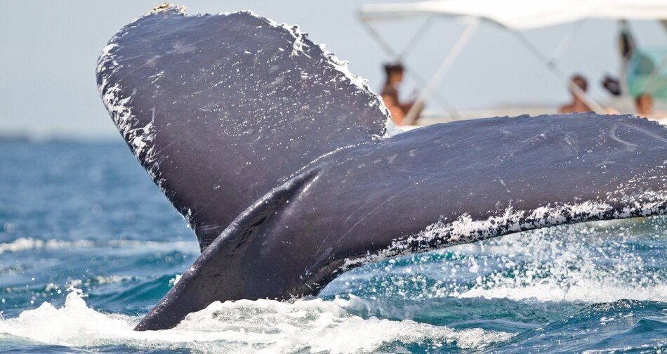 Muere un hombre y otro resulta herido después de que una ballena golpeara y volcara su barco en Australia