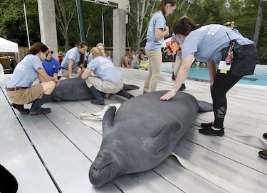 Estudian manatíes con sonares