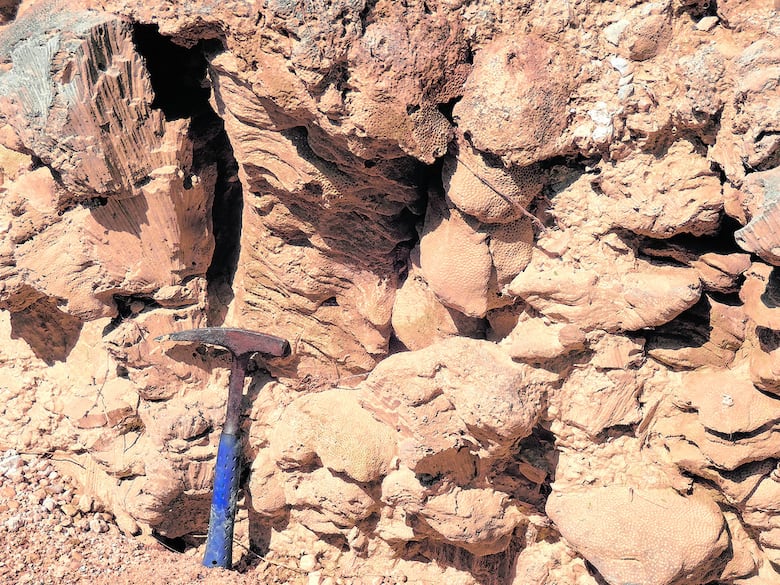 La historia contada por fósiles