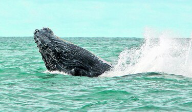 Buscan crear nuevas áreas protegidas