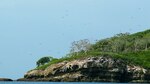 Las acróbatas del mar