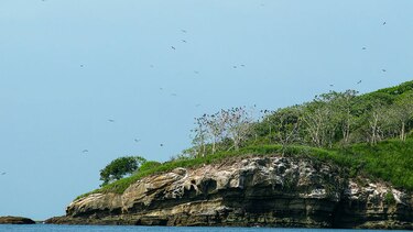 Las acróbatas del mar
