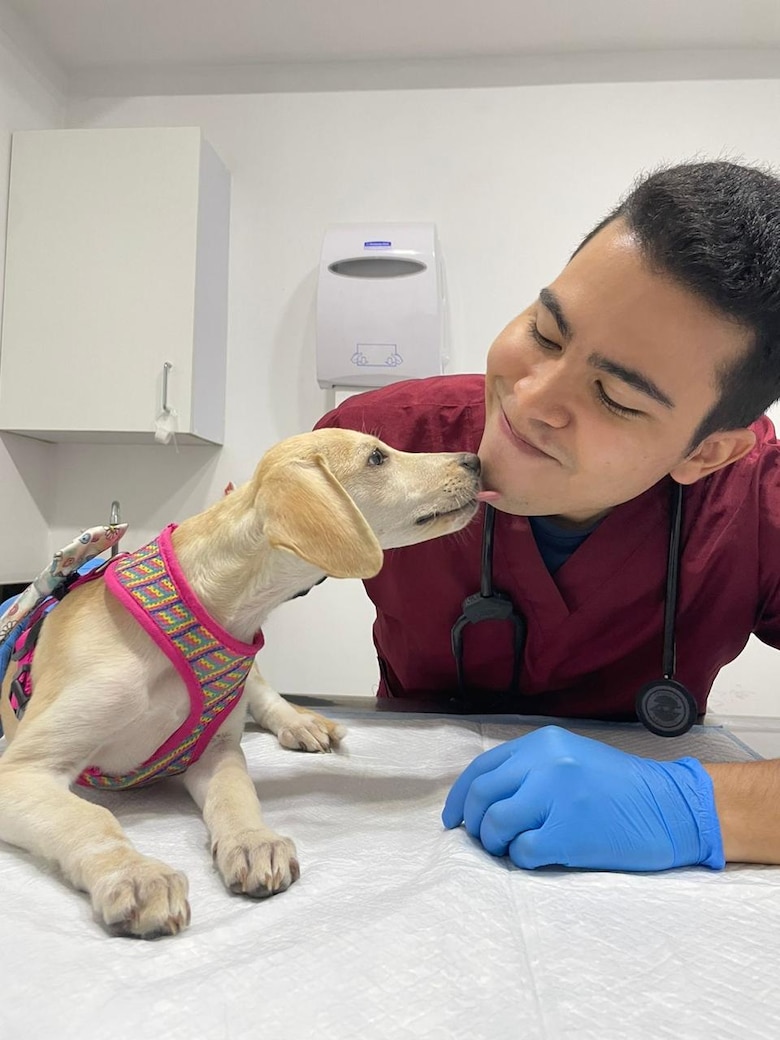 Entre ladridos y silencios: el luto de los perros por la partida de un amigo