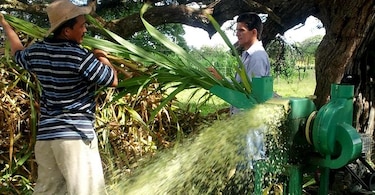 Ganaderos de Azuero se preparan para los meses de escasez de lluvias
