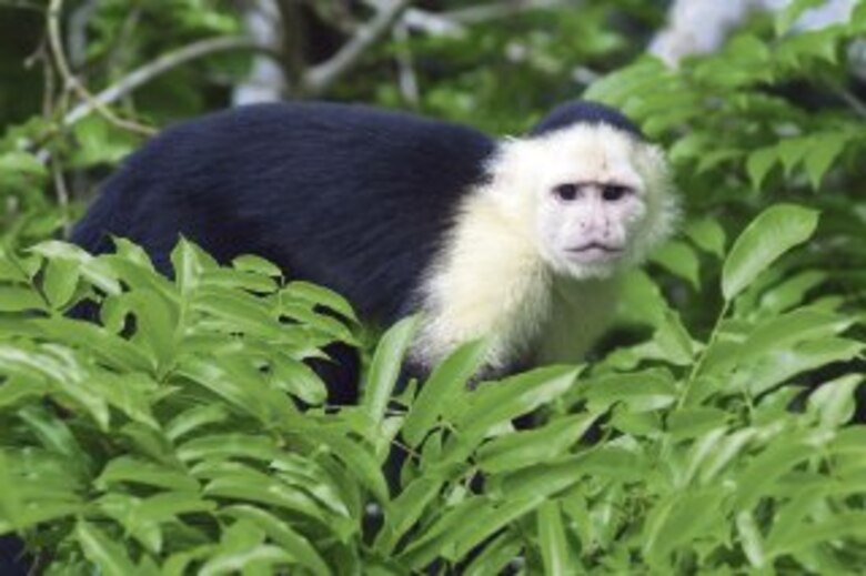 Barro Colorado, eje científico