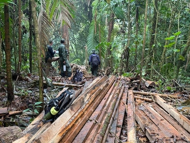 Ni el Volcán Barú se salva: detectan tala ilegal en zona protegida