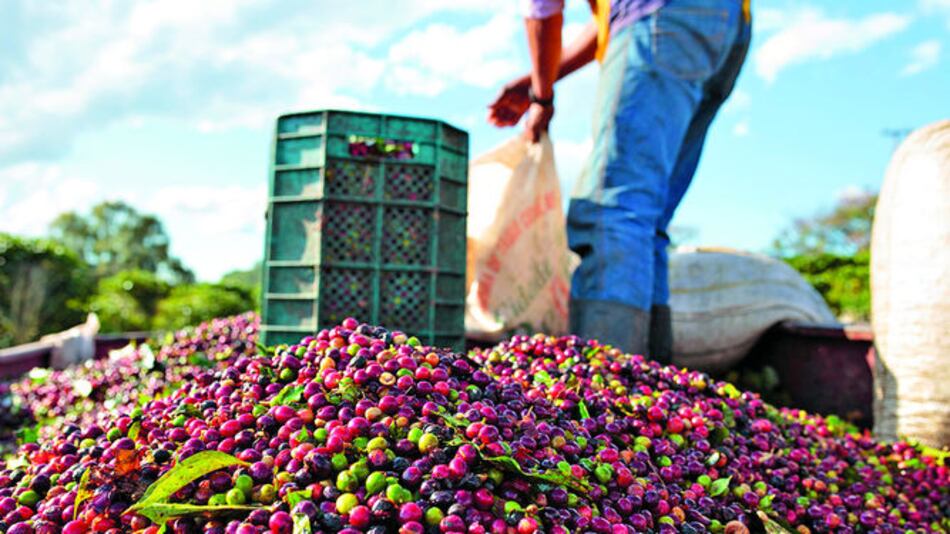 Suspenden importación de café