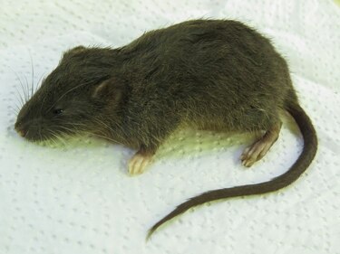 Descubren nueva especie de pequeño roedor en selva de Perú