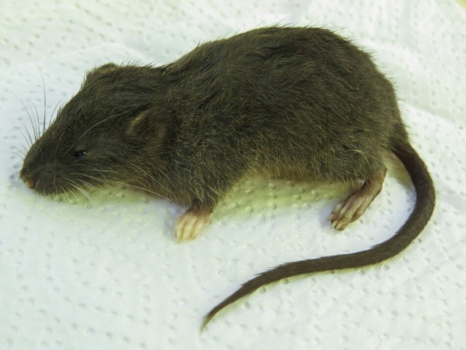 Descubren nueva especie de pequeño roedor en selva de Perú