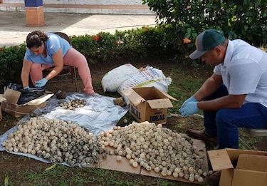 Sancionan a conductor de bus por $7 mil por tráfico de huevos de tortuga en Los Santos