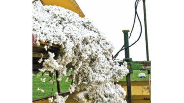 Récord en exportación de algodón de Brasil