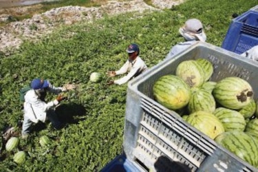 Temporada de melón y sandía llega al campo