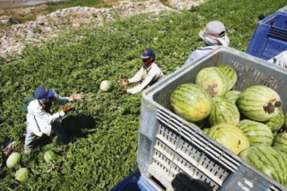 Temporada de melón y sandía llega al campo