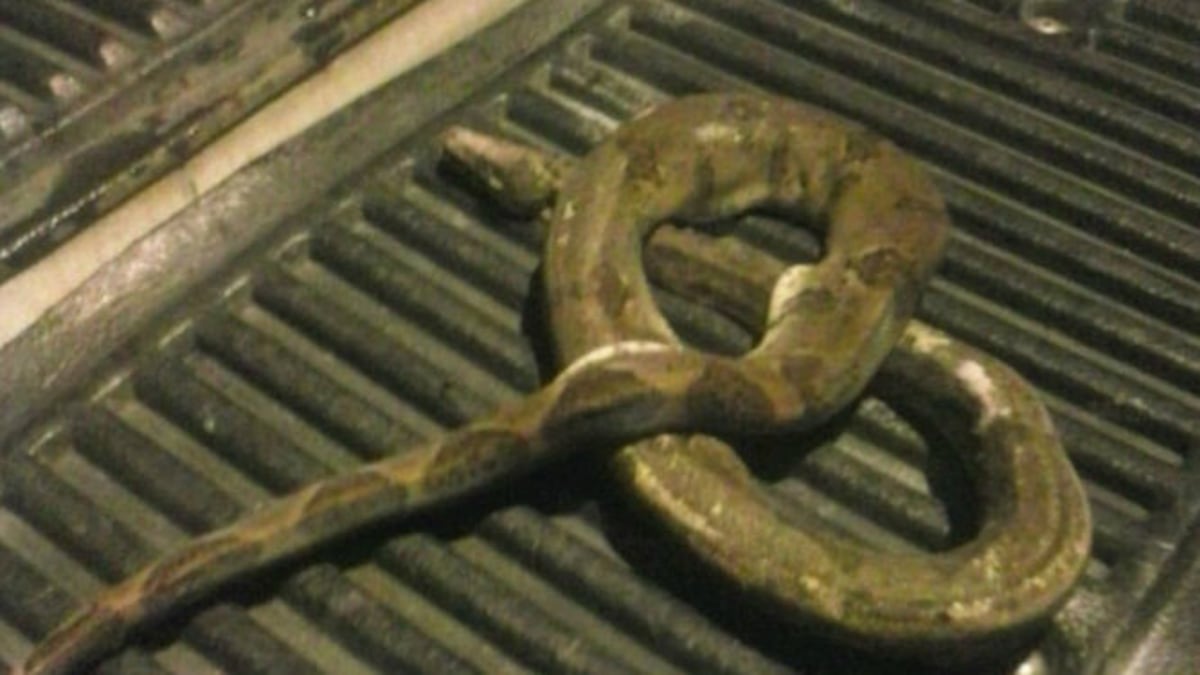Apagón en Chiriquí por culpa de una serpiente