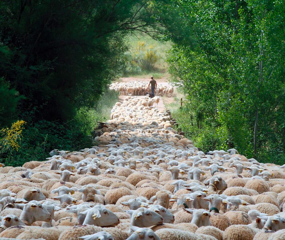 Los últimos ganaderos trashumantes