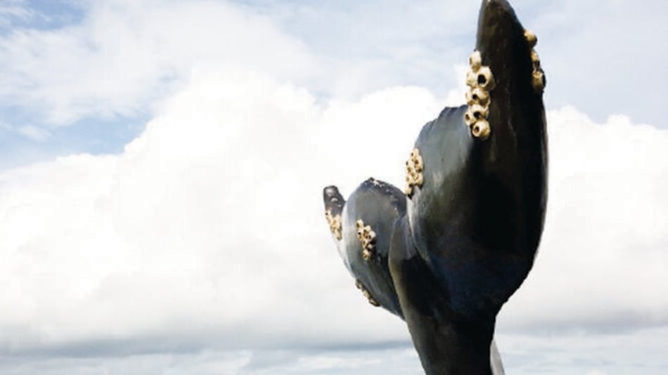 Exhibición sobre ballenas