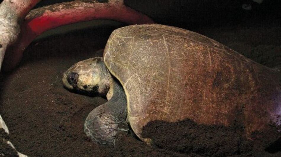 Migrantes, en peligro