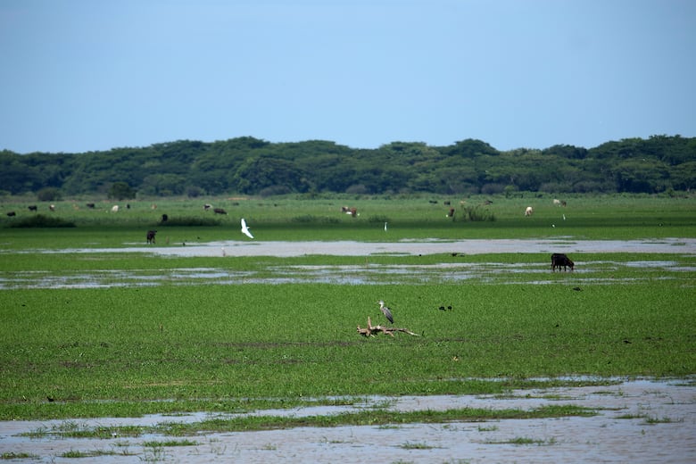 Ciénaga de Las Macanas está bajo amenaza: propuesta de ley reduce restricciones