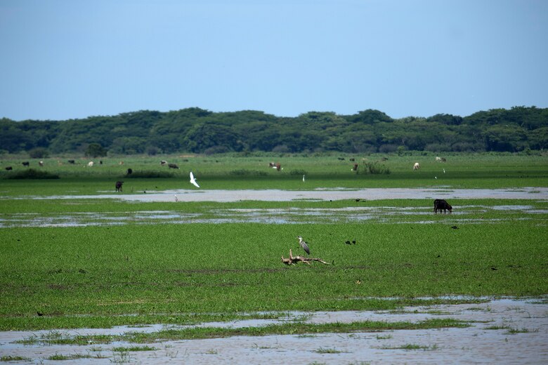 Ciénaga de Las Macanas está bajo amenaza: propuesta de ley reduce restricciones