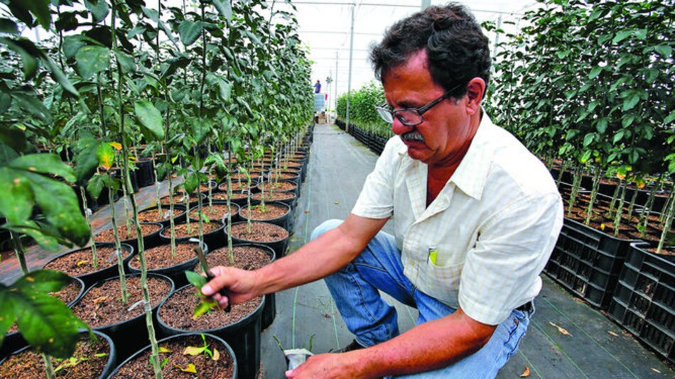 Incubadora de cítricos