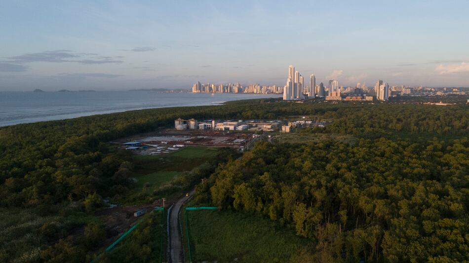 Bahía de Panamá: 200 hectáreas de manglar, en peligro por la expansión de proyectos estatales