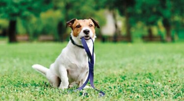 Que el espacio no limite el bienestar de su mascota