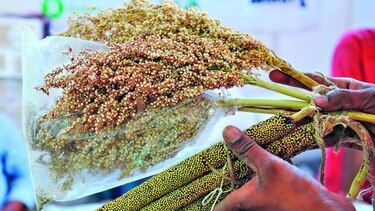 Descifran el genoma del mijo perla, cereal de las tierras áridas